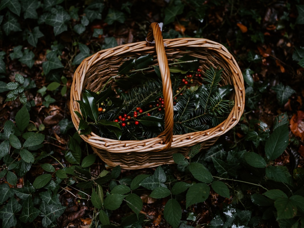 Ashwagandha adaptogenic herb